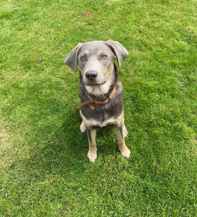 dog-grooming-stockport