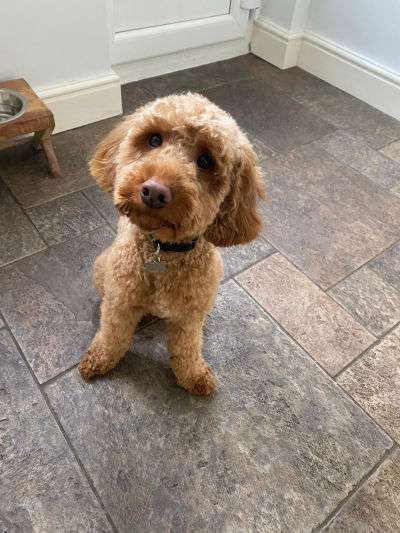 dog-groom-stockport