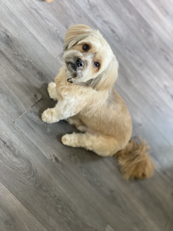dog-grooming-stockport-blue-pooch