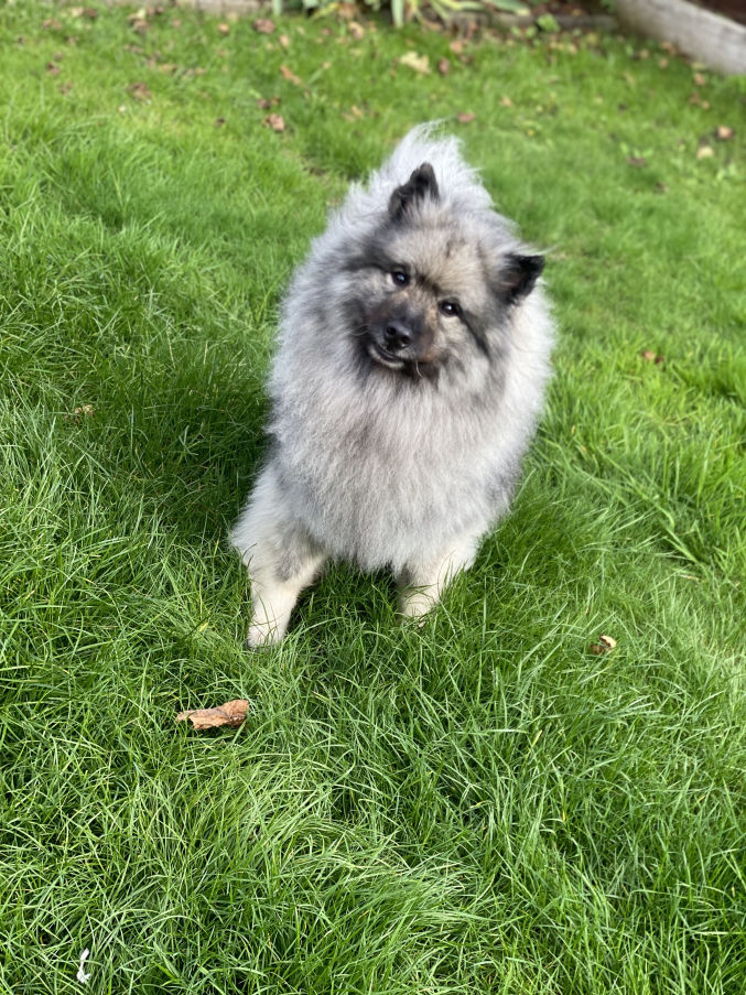 stockport-dog-groomers